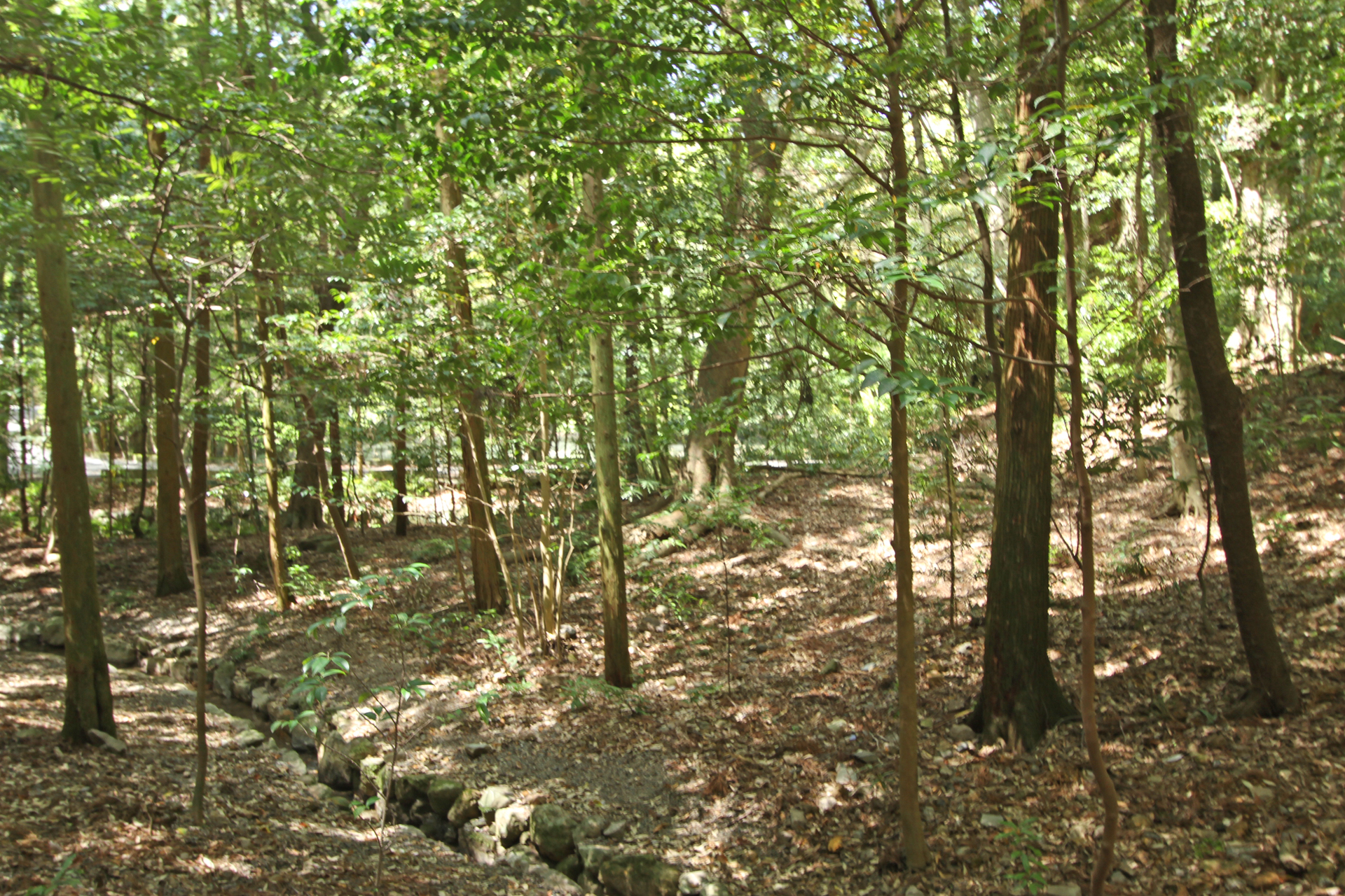 伊勢神宮内宮荒祭宮参道