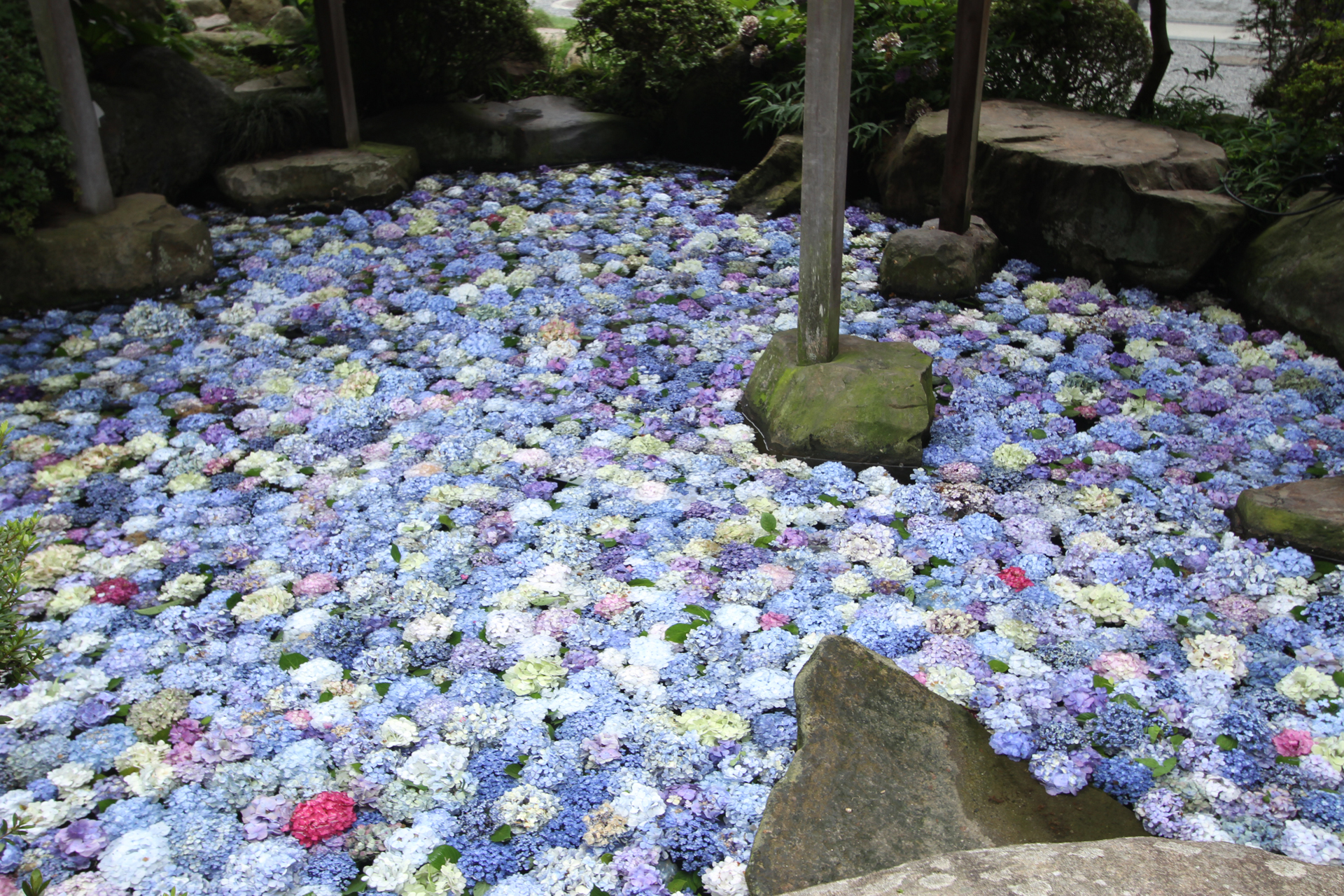 雨引観音の池に浮かぶあじさい1