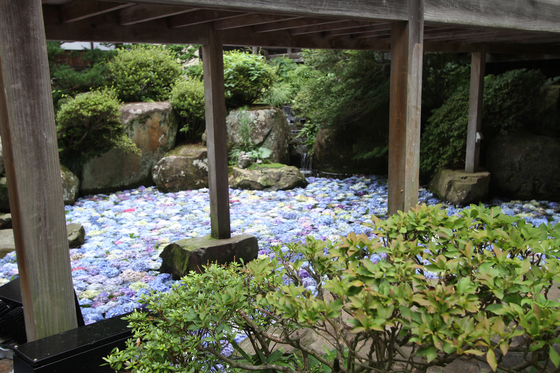 雨引観音の池に浮かぶあじさい2