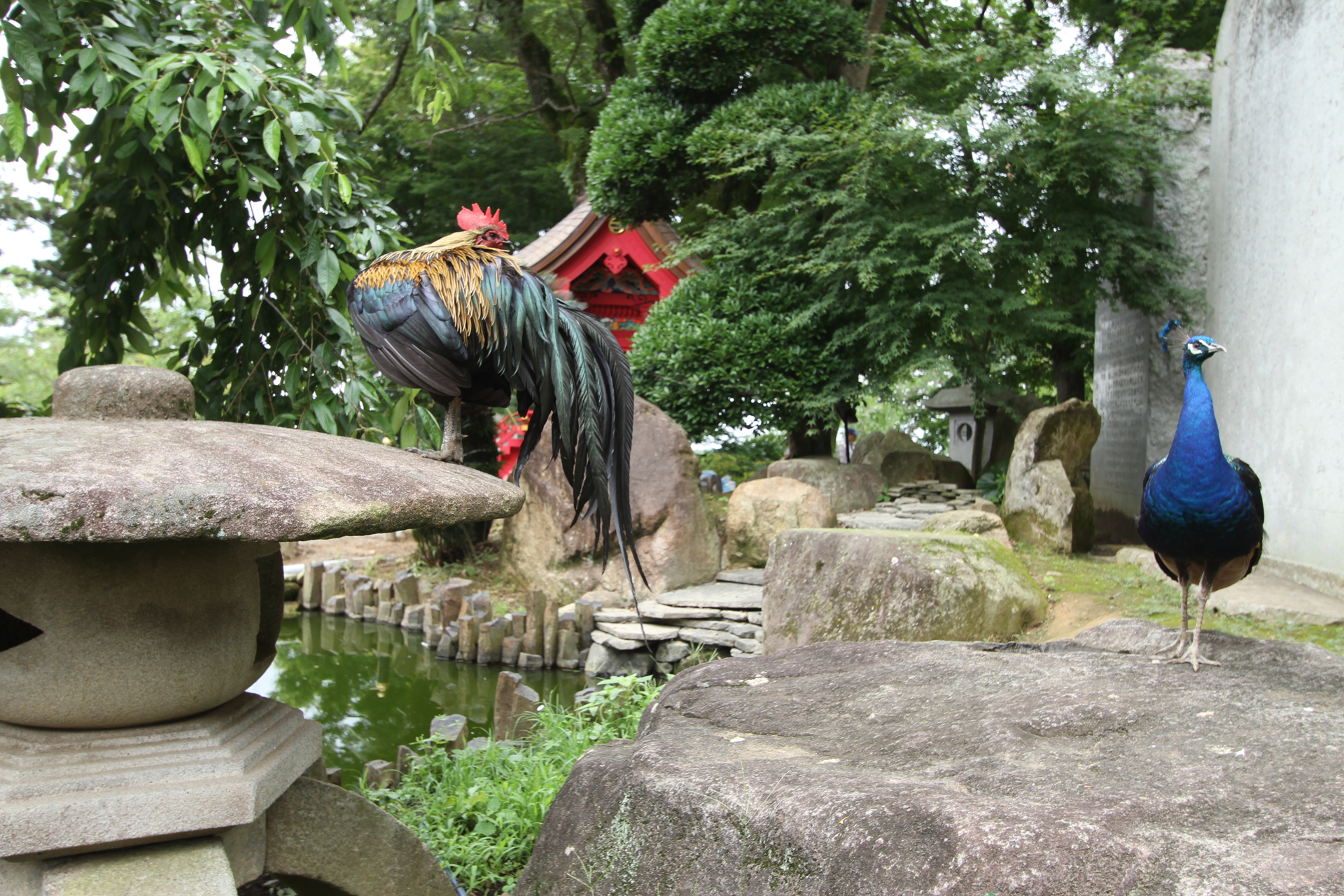 雨引観音の尾長鳥ときじ