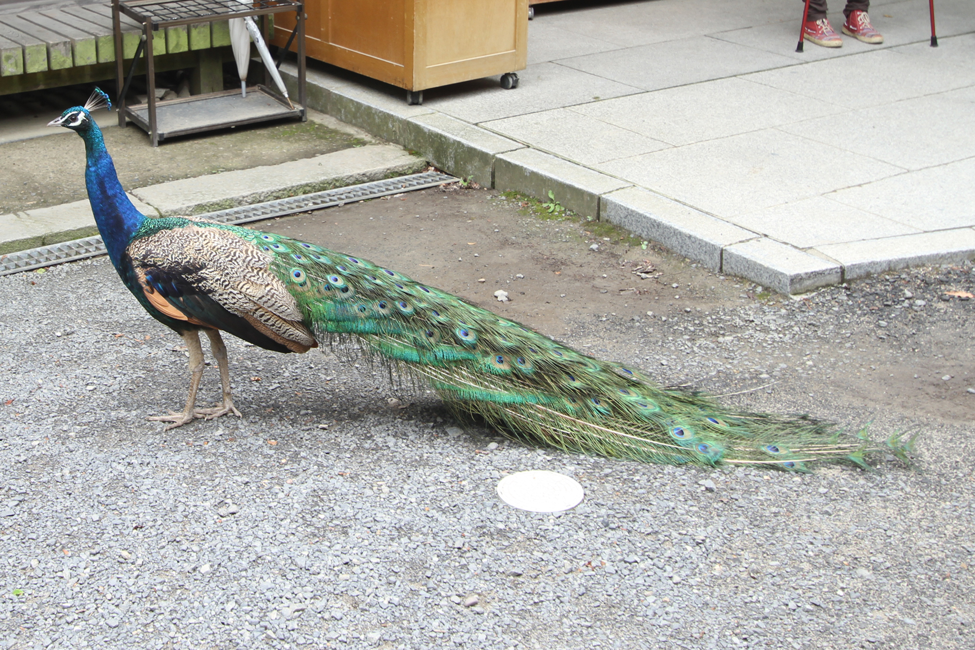 雨引観音のキジ