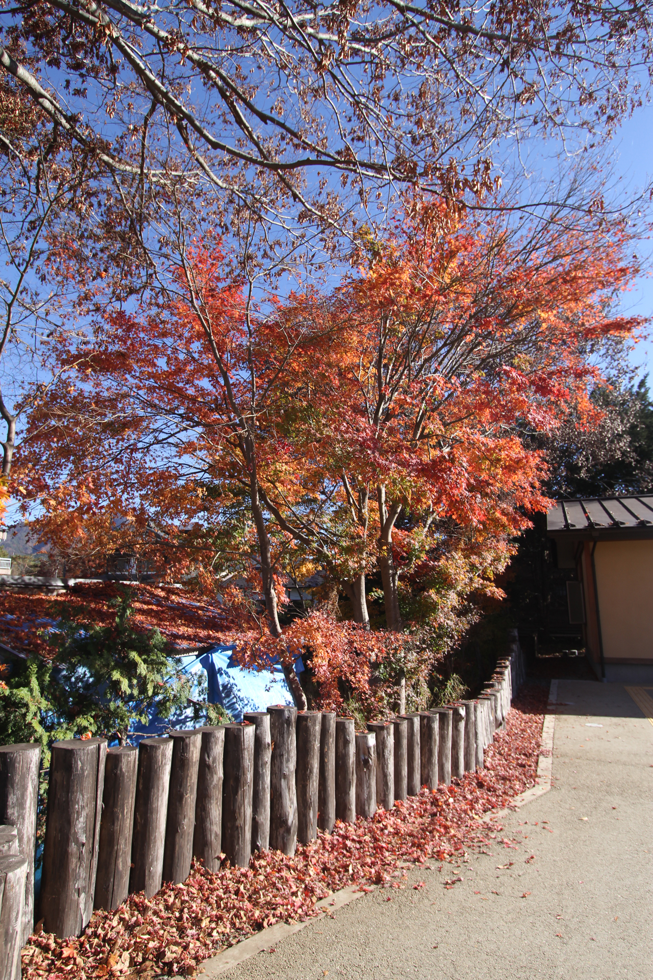 忍野八海の紅葉