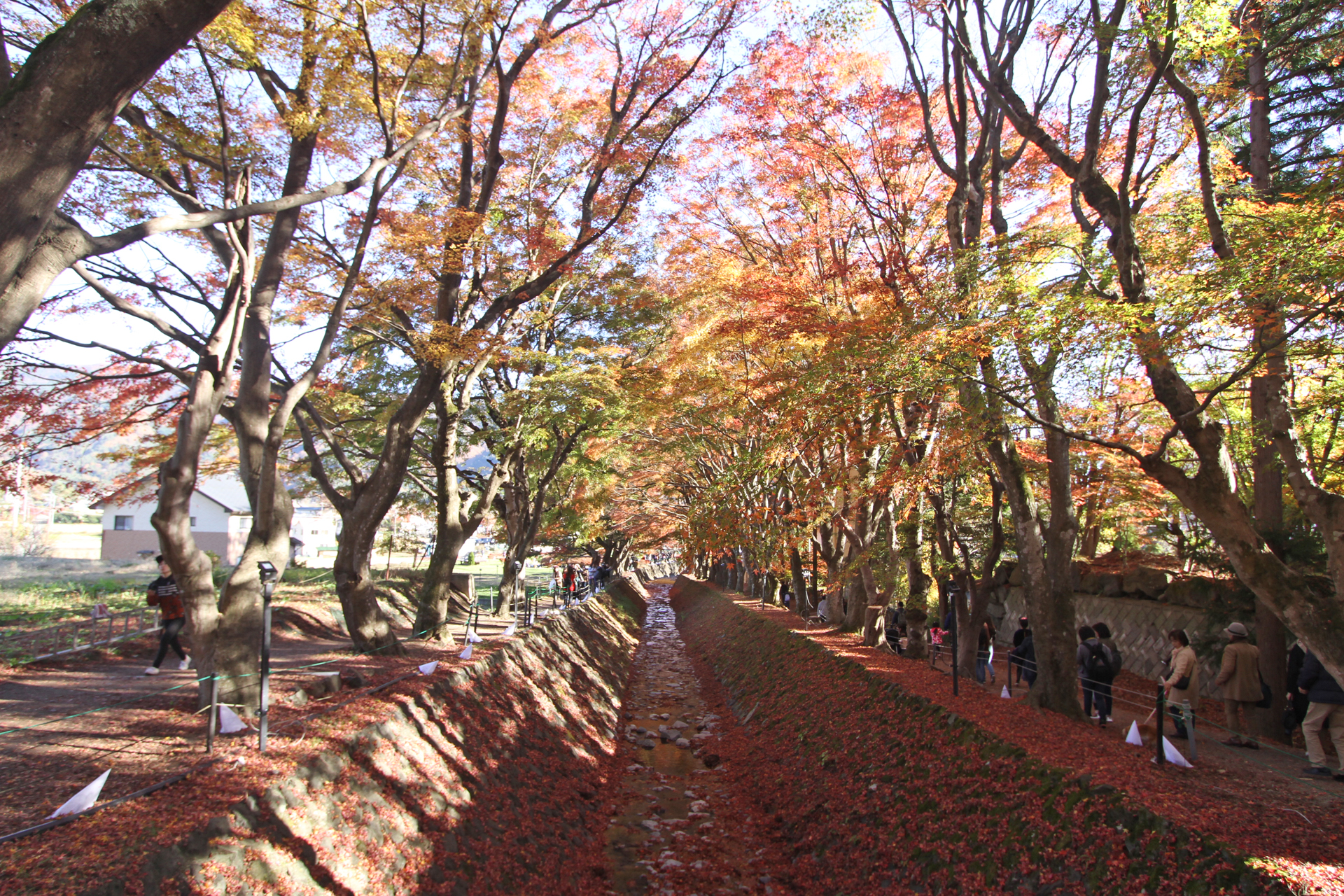 河口湖紅葉回廊3