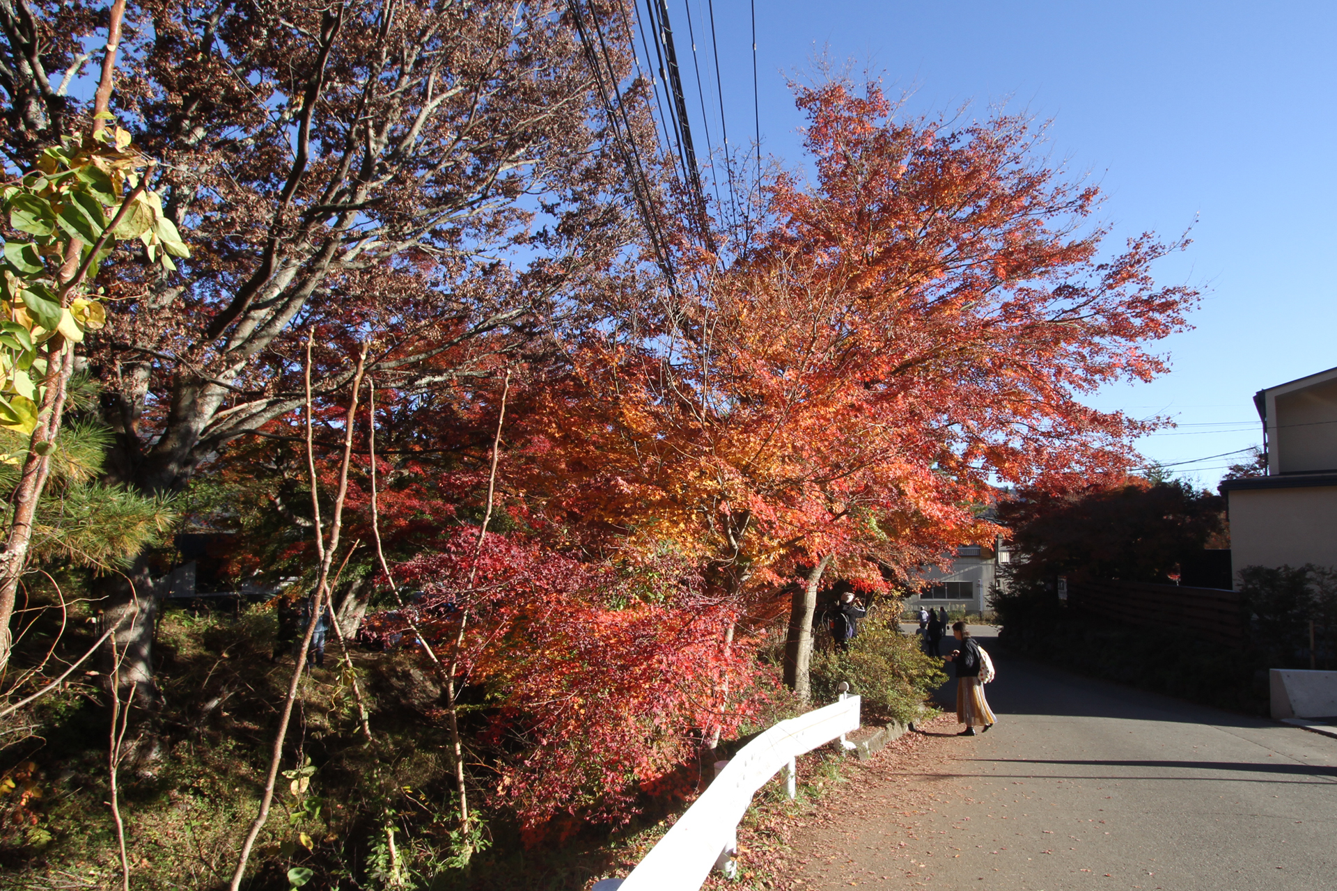 河口湖紅葉回廊4