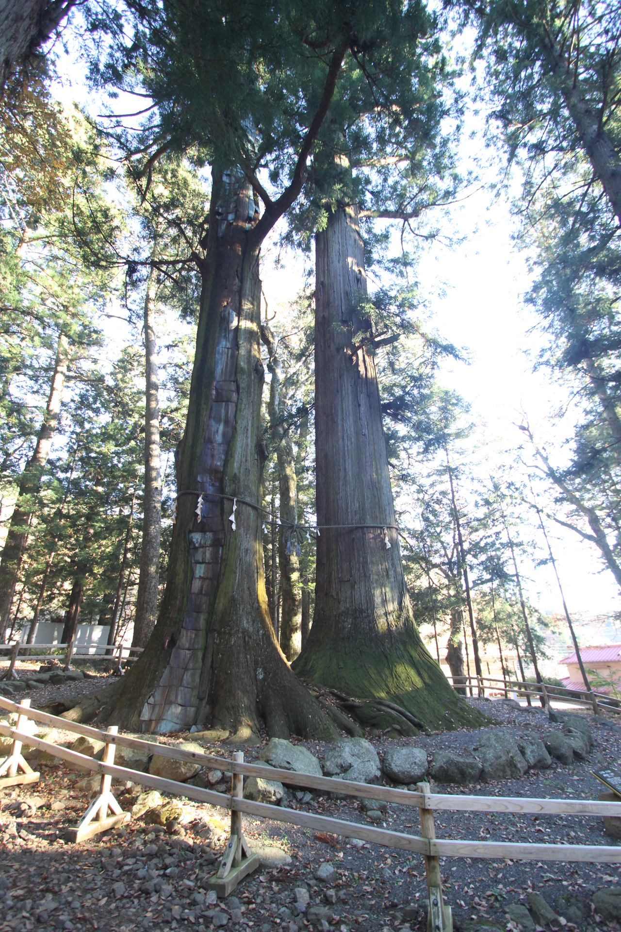 河口浅間神社の7本杉2