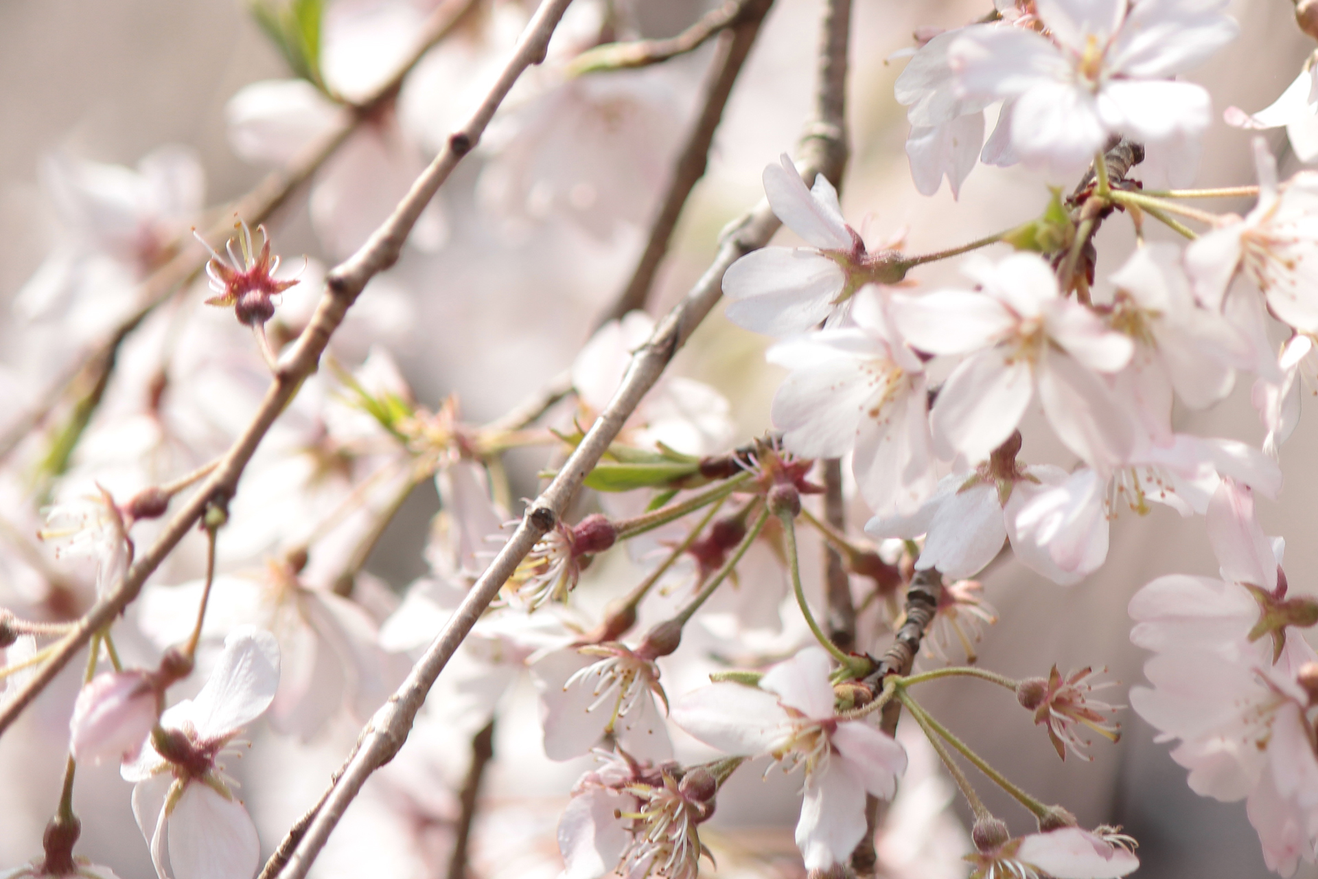 しだれ桜の花びら壱