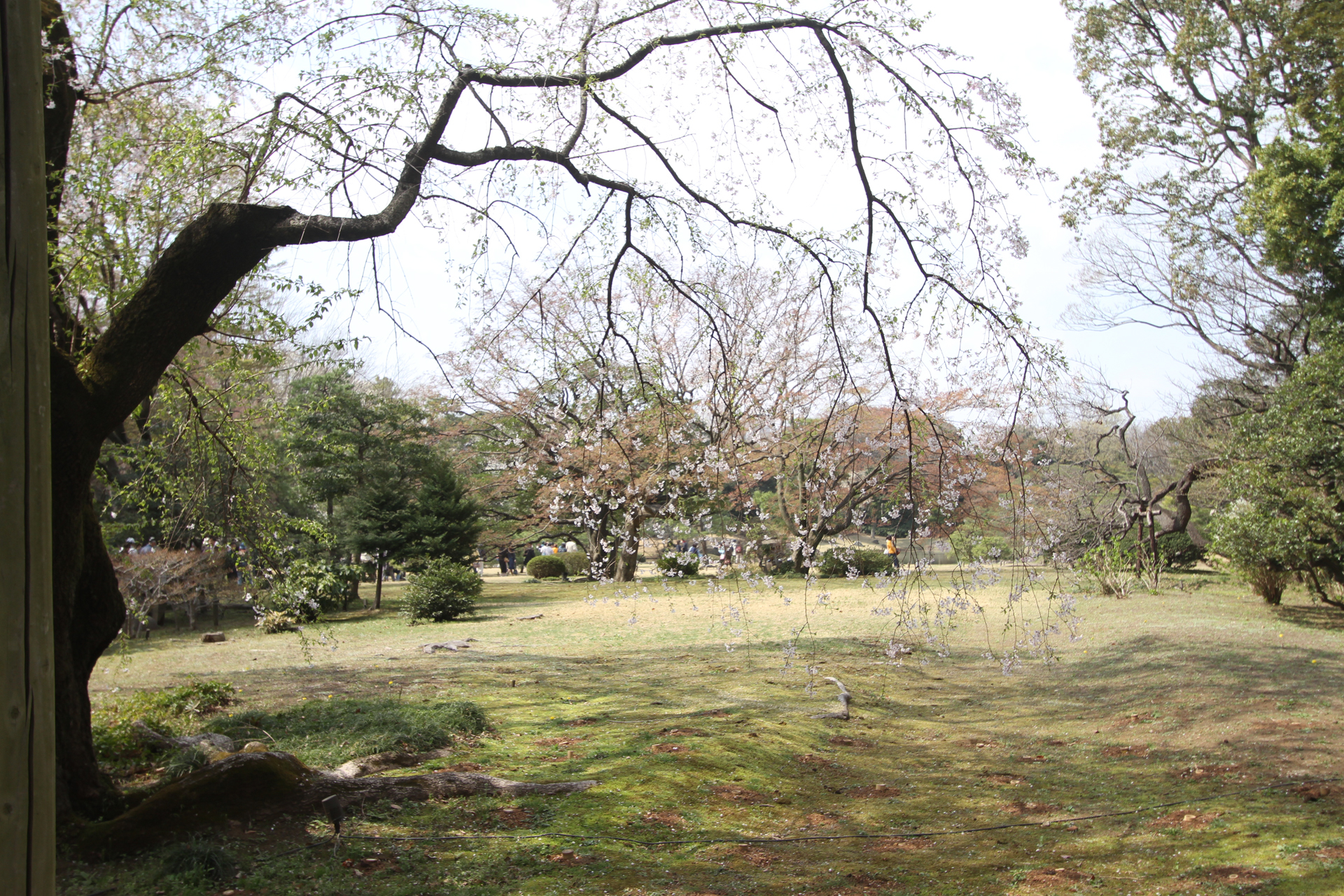 六義園しだれ桜参