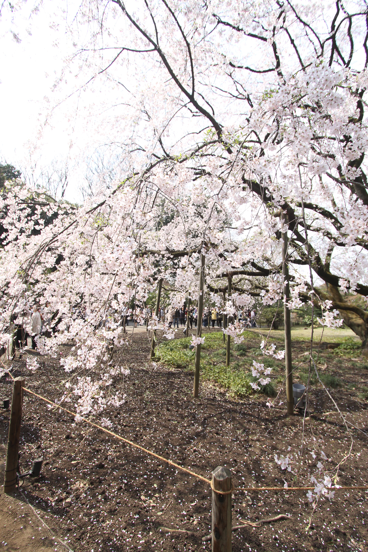 六義園しだれ桜四