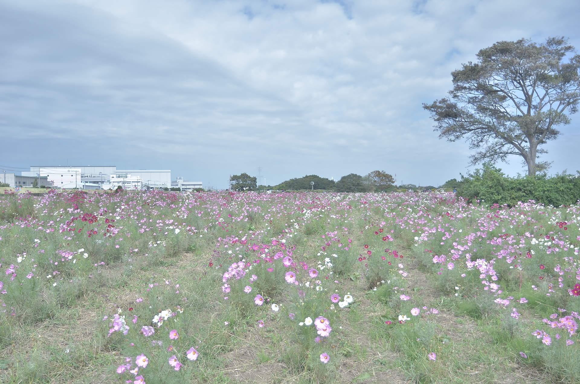 平塚コスモス